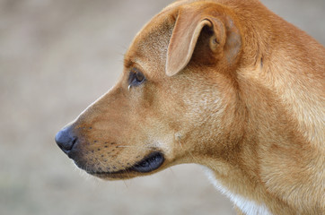 Dog portrait (Selective focus)