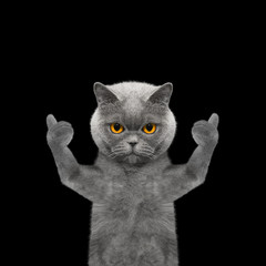 Fototapeta premium cat showing thumb up and welcomes -- Isolate on black background