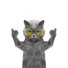 cat in glasses showing thumb up and welcomes - 108691467
