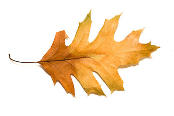 Dry autumn oak leaf on  over white