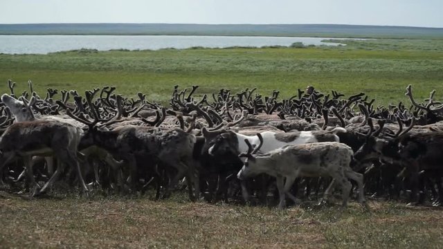 A herd of deer in the tundra. The Yamal Peninsula. 