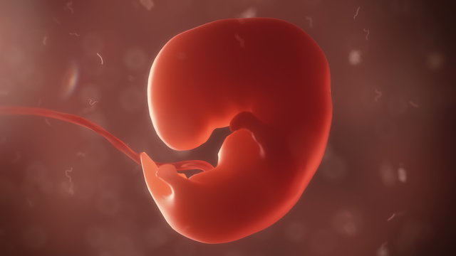 embryo life realistic visualisation