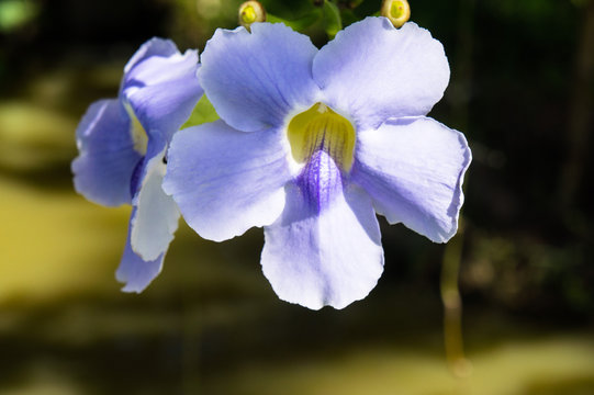 blue purple soft flower of Laurel vine,Thunbergia laurifolia cold herbs in Asia