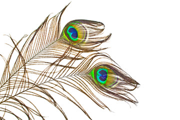 Peacock feathers on white background