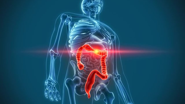 colon stomach organs