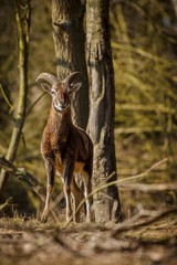 young european mouflon in the forest/european mouflon in the forest