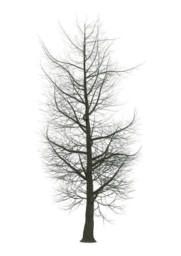 3D Illustration Chestnut Tree on White