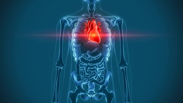 organs pain