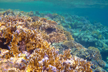 coral reef