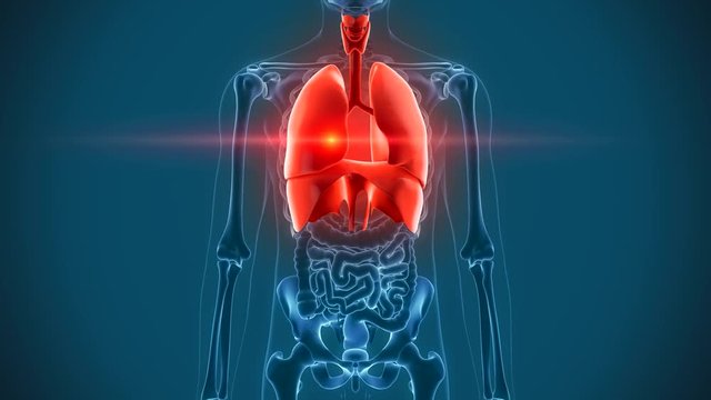 organs pain