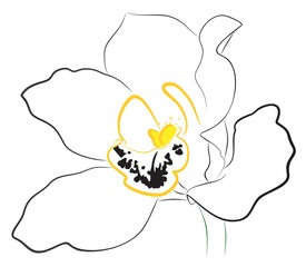 orchid flower Sketch.