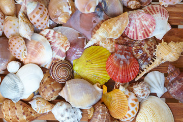 different shells