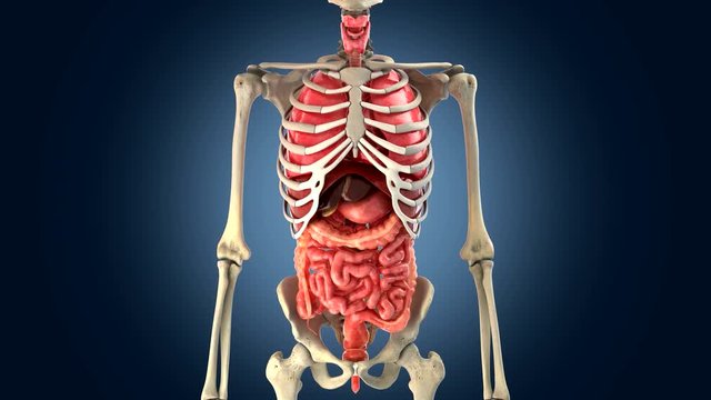 xray scan internal orans