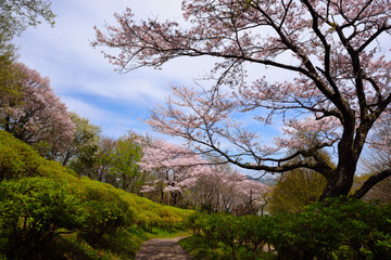 青空と里山に咲く桜
二宮の吾妻山公園の山道を覆いかぶさるように咲いていた桜の木が非常に美しかった。