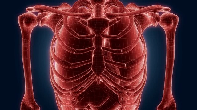 xray scan internal orans