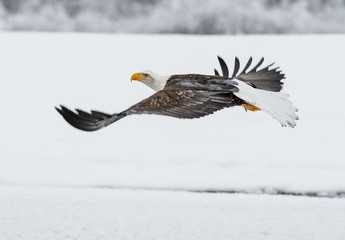 Bald Eagle ( Haliaeetus leucocephalus washingtoniensis ) fly up from snow. © Uryadnikov Sergey