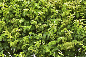 Green leaf wall or background
