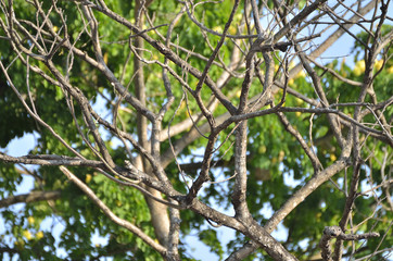 Branch in summer season (Select focus)
