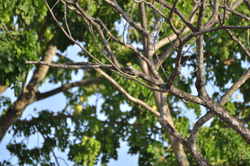 Branch in summer season (Select focus)
