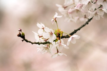 Japanische Blütenkirsche