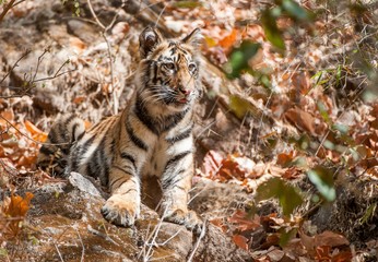 Obraz premium Bengal tiger cub in natural habitat. The Bengal (Indian) tiger Panthera tigris tigris.