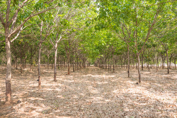 Fototapeta na wymiar rubber tree farm at thailand as a source of natural rubber is planted economy