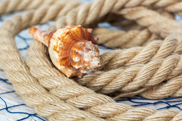 Seashell lies on a rope