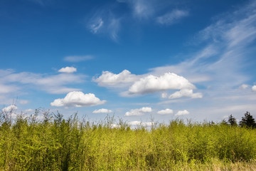Fototapeta premium Fresh spring trees under amazing blue sky