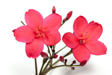 Fototapeta premium Red Flowers Buds and Stems Studio Shot 6