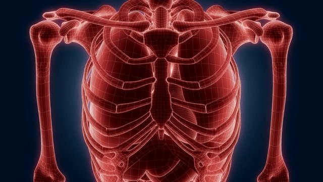 xray scan internal orans