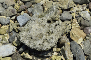 Stone on the beach in midday (Selective focus)
