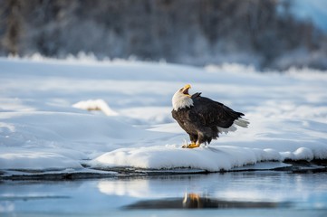 Shouting Bald Eagle on snow. The shouting Ba;d Eagle sits on snow to river Chilkat.