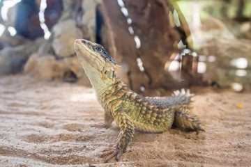 Close-up of a Sungazer, Giant girdled lizard