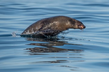Jumping out of water Cape fur seal (Arctocephalus pusillus pusillus) False Bay, .Atlantic ocean. South Africa