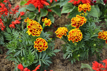 Colourful flowers in the nature (Winter season - Selective focus)

