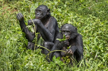Bonobos (Pan Paniscus) on green natural background.