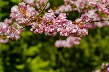 Japanische Kirschblüte
