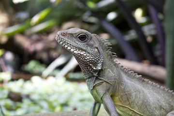 Close Up of an Asian Water Lizard