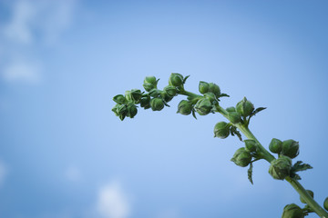 Pink hollyhock flowers bud on blue sky background