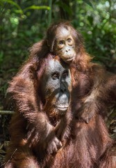 A female of the orangutan with a cub in a native habitat. Bornean orangutan (Pongo o pygmaeus wurmmbii) in the wild nature.