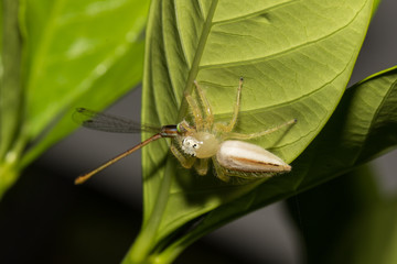 Little spider.