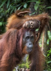 A female of the orangutan with a cub in a native habitat. Bornean orangutan (Pongo o pygmaeus wurmmbii) in the wild nature.