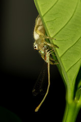 Little spider.