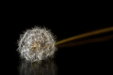 Dandelion seeds isolated on black