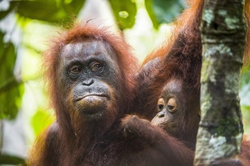 A female of the orangutan with a cub in a native habitat. Bornean orangutan (Pongo o pygmaeus wurmmbii) in the wild nature.