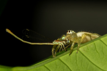 Little spider.