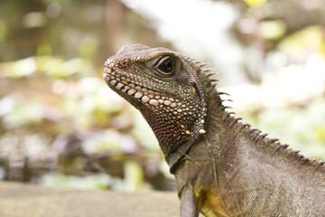 Close Up of an Asian Water Lizard