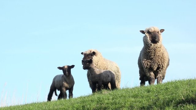 Schafe mit L&auml;mmer auf der Wiese