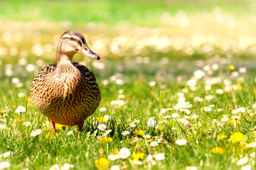 Ente in Blumenwiese im Frühling