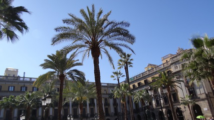 palmier au centre de barcelone